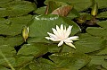 DSC_2923white water lily.jpg