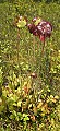 DSC_9493 pitcher plant blooms.jpg
