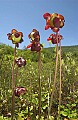 DSC_9505 pitcher plant blooms.jpg