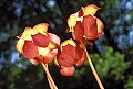 WVMAG0297 pitcher plant blooms.jpg