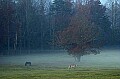 DSC_3665 horses in fog.jpg