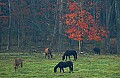 DSC_3668 horses grazing.jpg