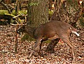 DSC_3717 deer smelling rub.jpg
