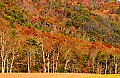 DSC_5478 late fall color, Cades Cove.jpg