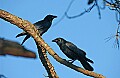 DSC_5501 two crows.jpg