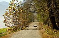 DSC_5619 does on road, Cades Cove.jpg