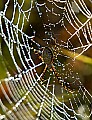 DSC_5638 spider and web.jpg