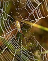 DSC_5639 spider in web.jpg