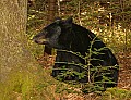DSC_5664 black bear.jpg