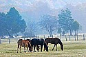 _MG_4180 mules and horses in cades cove.jpg