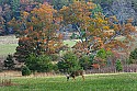 _MG_4604 doe in field with fall color.jpg