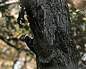 _MG_4699 piliated woodpecker.jpg