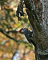 _MG_4701 piliated woodpecker.jpg