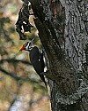 _MG_4703 piliated woodpecker.jpg