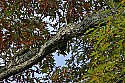 _MG_4713 piliated woodpecker.jpg