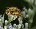 _MG_6619 yellow beetles.jpg