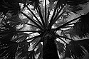 892_9222 silver leaf palm.jpg