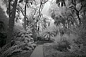 _MG_8961 Florida Institute of Technology, Melbourne, FL-Botanical Garden.jpg
