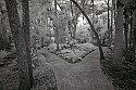_MG_9028 Florida Institute of Technology, Melbourne, FL-Botanical Garden.jpg