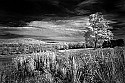 _MG_3857 canaan valley state park-infrared.jpg