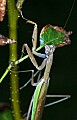 _MG_6391 praying mantis.jpg