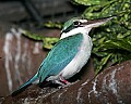 Picture 1084 collared kingfisher.jpg