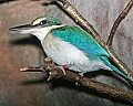 Picture 1089 collared kingfisher.jpg