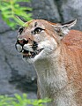 Picture 115 cougar yearling.jpg