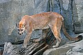 Picture 145 yearling cougar.jpg