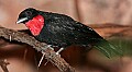 Picture 1493 purple throated fruitcrow.jpg