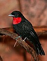 Picture 1498 purple-throated fruit crow.jpg