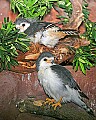 Picture 1625 African Pygmy Falcon.jpg