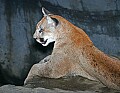 Picture 212 cougar on guard.jpg
