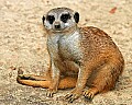 Picture 560 meerkat.jpg
