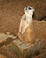 Picture 616 meerkat.jpg