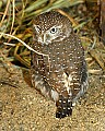 _MG_6603 pearl-spotted owlet.jpg