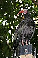 _MG_6635-Waldrapp ibis.jpg
