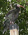 _MG_6638-Waldrapp ibis.jpg