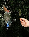 _MG_6695 fairy bluebird and bee-eater take mealworm.jpg