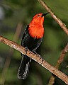 _MG_7490 scarlet-headed blackbird.jpg