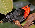 _MG_7518 scarlett-headed blackbird.jpg