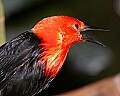 _MG_7521 scarlet-headed blackbird.jpg