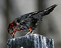 _MG_7526 scarlet headed blackbird.jpg
