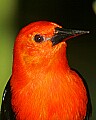 _MG_7533 scarlet-headed blackbird.jpg