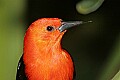 _MG_7534 scarlet-headed blackbird.jpg