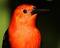 _MG_7535 scarlet-headed blackbird.jpg