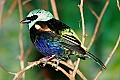 _MG_7629 blue-necked tanager.jpg