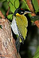 _MG_7653 black-headed woodpecker.jpg