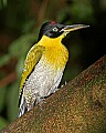 _MG_7662 black-headed woodpecker.jpg