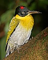 _MG_7664 black-headed woodpecker.jpg